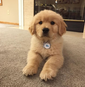 available golden retriever puppies